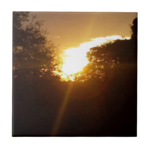 Sol brilhante sobre as árvores