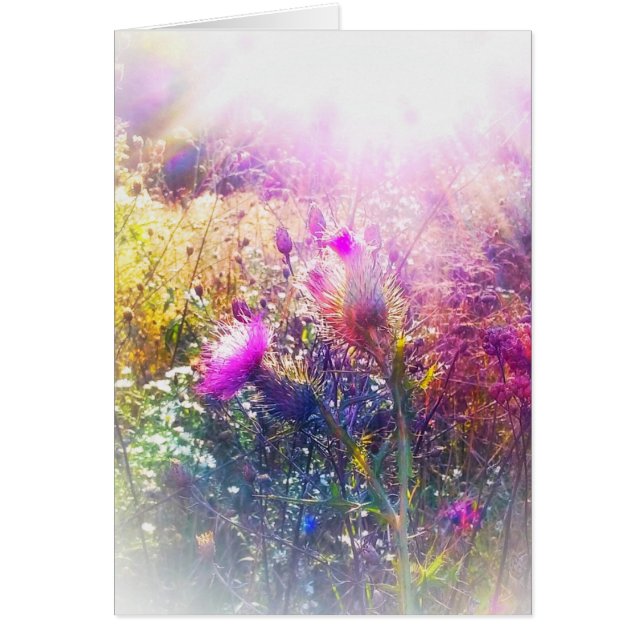 SOL NO CARTÃO PEQUENO DOS CARDOS (Frente)