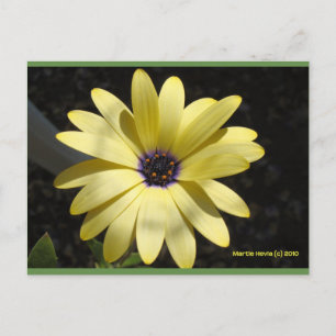 Sol numa margarida amarela   Cartão postal Blue B
