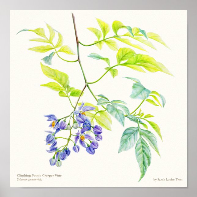 Solanum jasminoide poster de arte botânica (Frente)