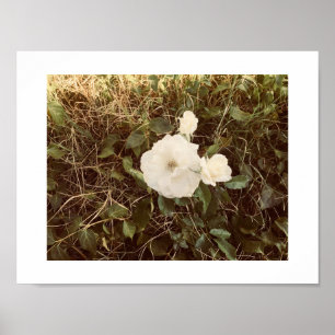 Solo Blooming Primavera Flower Poster - Branco e V