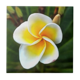 Solteiro Frangipani Blossom Realismo Arte