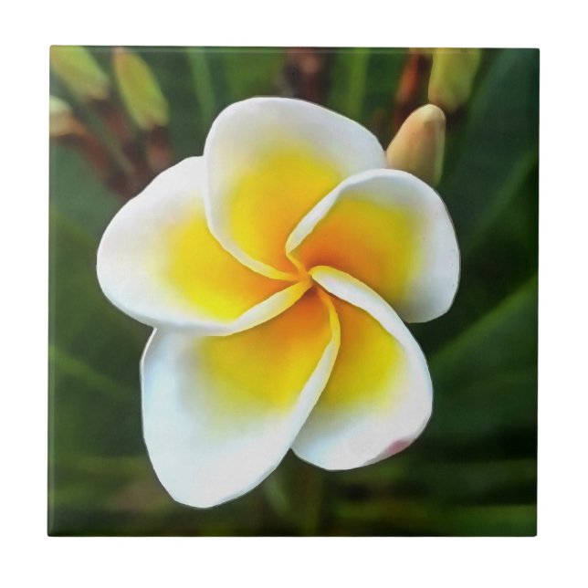Solteiro Frangipani Blossom Realismo Arte (Frente)