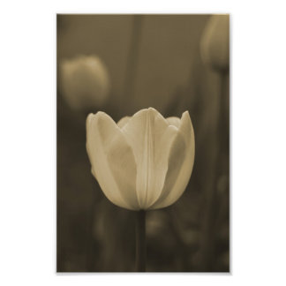 Solteiro Tulip flor fotografia impressão sepia tom