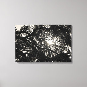 Sonhando sob a Canvas de Oak Tree