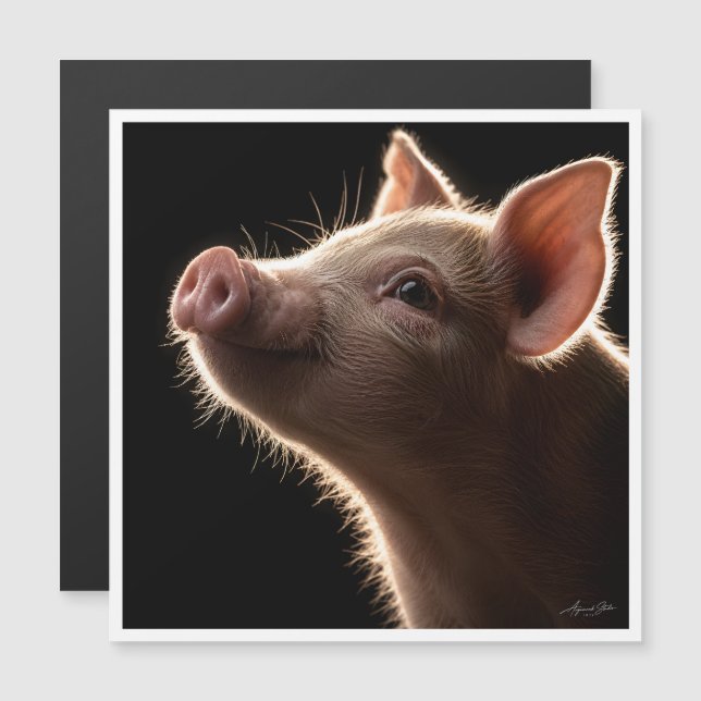 Sonhos de Focinho Rosa (Frente/Verso)