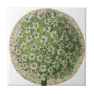 Sonhos Vintage - Dandelion