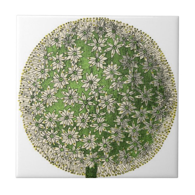 Sonhos Vintage - Dandelion (Frente)