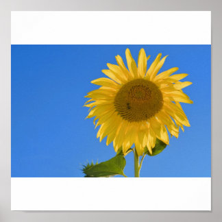 Sonnenblume Poster