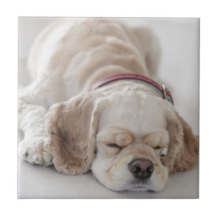 Sono do cão de cocker spaniel