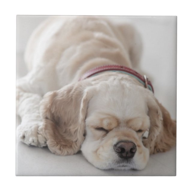 Sono do cão de cocker spaniel (Frente)