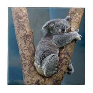 Sonos do urso de Koala que abraçam uma árvore