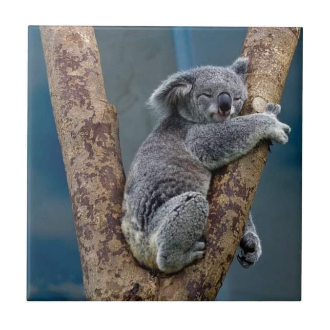 Sonos do urso de Koala que abraçam uma árvore (Frente)