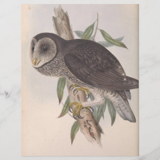 Sooty Owl