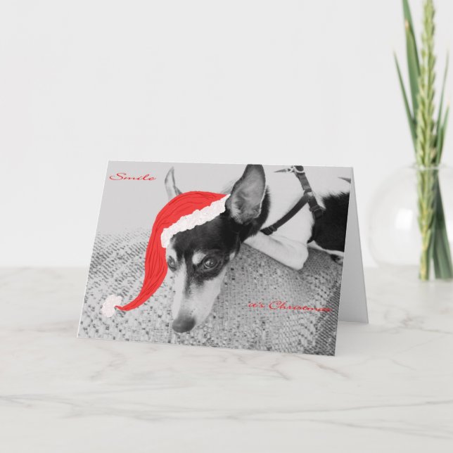 Sorria, é Natal, Cartão com Rat Terrier (Frente)