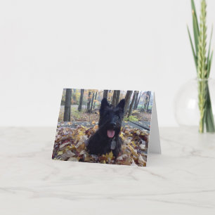 Sorria, é o Cartão de Queda