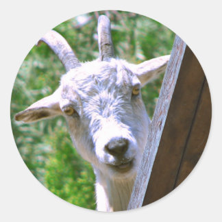 Sorrindo adesivos de Cabra