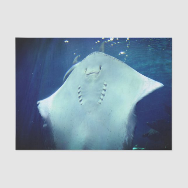 Sorrindo Raios Dando Um Papel De Tecido (Frente )