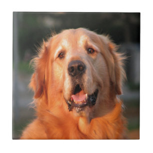 sorriso ao caro golden retriever do amor
