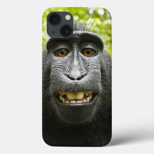 Sorriso Macaque