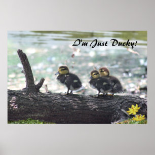 Sou só Ducky! Poster - 36x24 - outros tamanhos tam