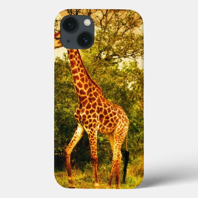 South African giraffes (Verso)