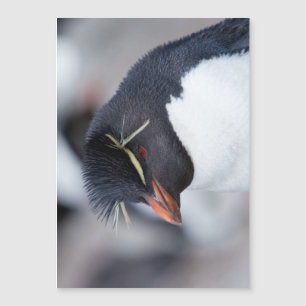 Southern Rockhopper Penguin