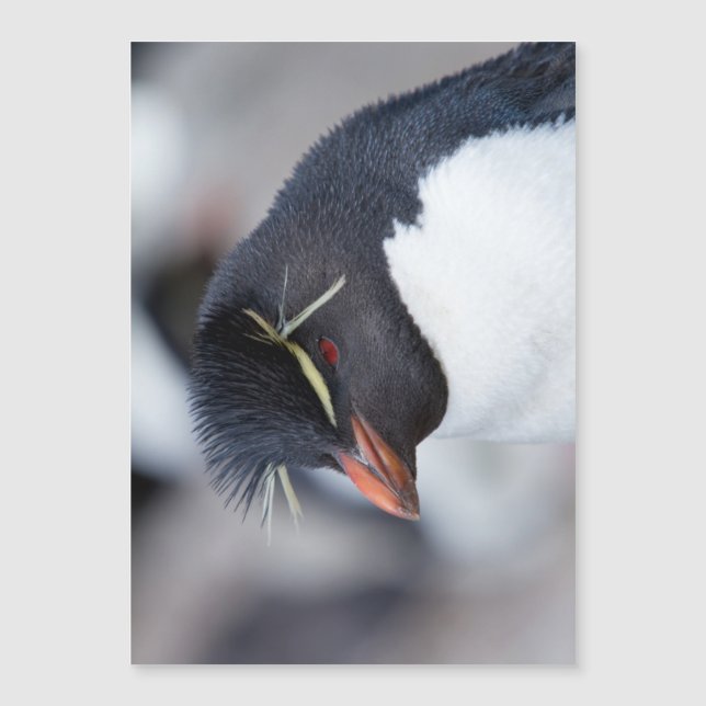 Southern Rockhopper Penguin (Frente)