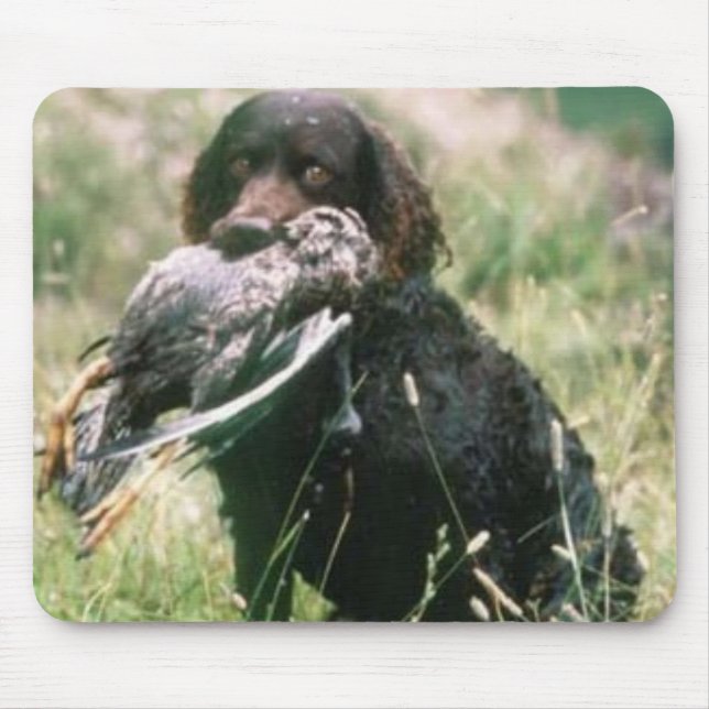Spaniel de água americana Mousepad (Frente)