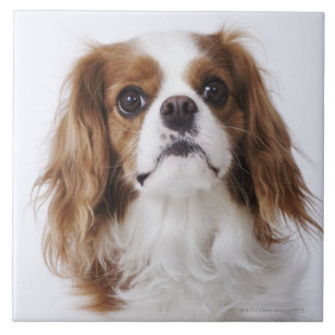 Spaniel de rei Charles descuidado que senta-se no