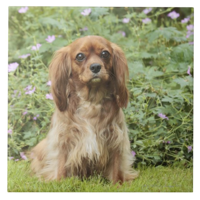 Spaniel de rei descuidado Charles do rubi na grama (Frente)