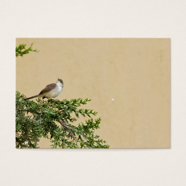 Sparrow (Frente)