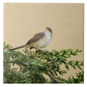 Sparrow