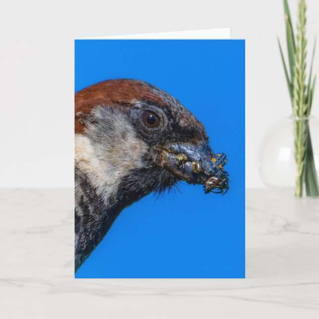 Sparrow de casa com Cartões de agradecimentos de i (Frente)