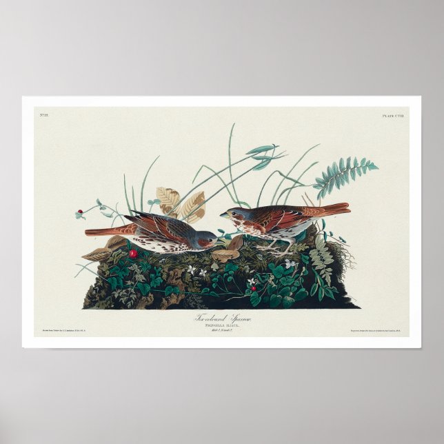 Sparrow de cor Fox por Poster de Audubon (Frente)