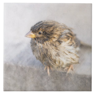 Sparrow - Falha Epic Previsão do Tempo