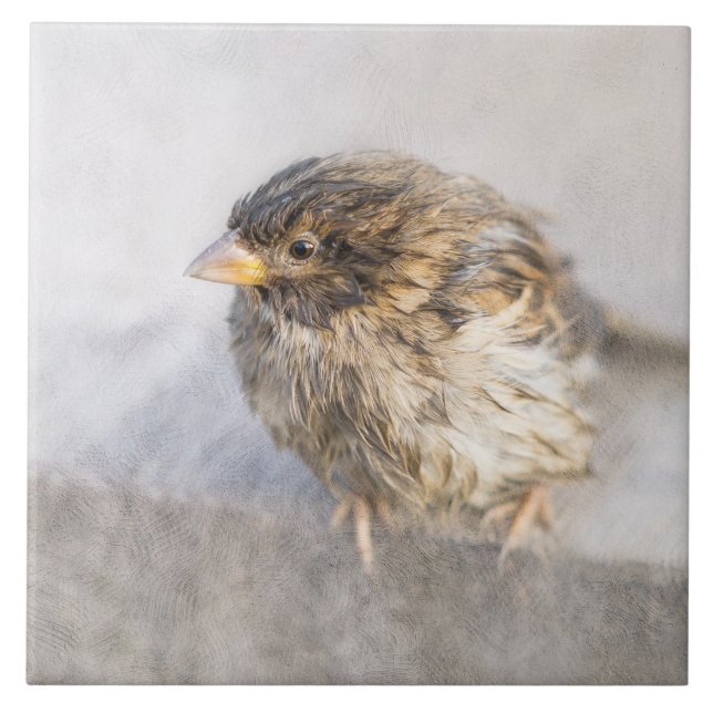 Sparrow - Falha Epic Previsão do Tempo (Frente)