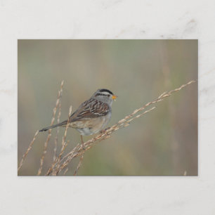 Sparrow no cartão postal Grass 2