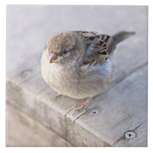 Sparrow - Sobrepeso
