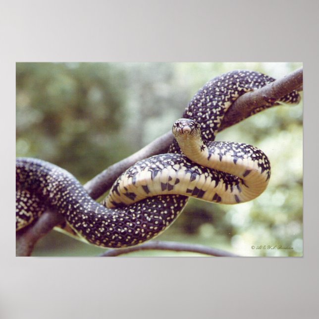 Speckled King Snake Poster (Frente)