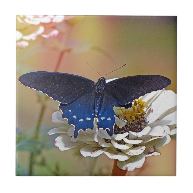Spicebush Swallowtail (Frente)