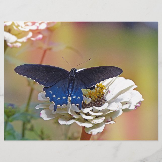 Spicebush Swallowtail (Frente)