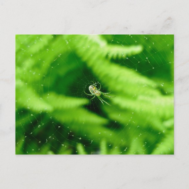Spider Orb Weaver no cartão postal Ferns (Frente)