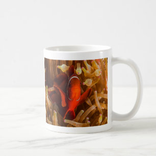 Spinecheek Anemonefish da caneca de café do mar
