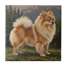 Spitz alemão