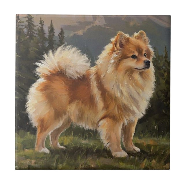 Spitz alemão (Frente)
