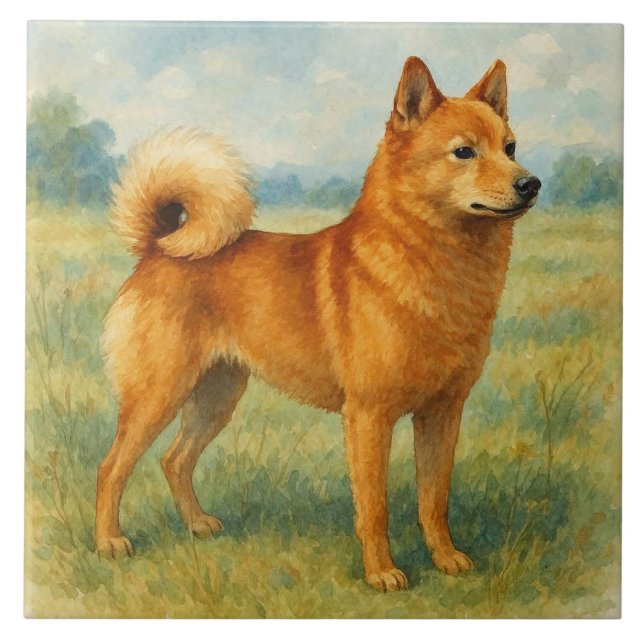 Spitz Finlandês (Frente)