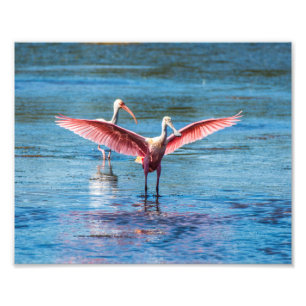 Spoonbill róseo pro foto de 10 x de 8 Kodak