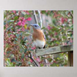 Spring Bluebird Poster