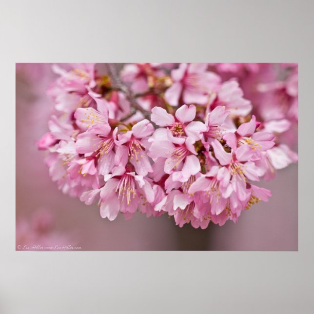 Spring Bouquet Japanese Cherry Blossom Poster (Frente)